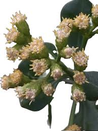 Attēlu rezultāti vaicājumam “Diderma globosum sessile”