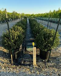 Attēlu rezultāti vaicājumam “Conardia compacta”