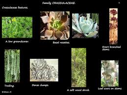Attēlu rezultāti vaicājumam “Crassulaceae”