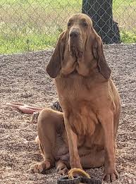 Image result for Carlisle BloodHounds