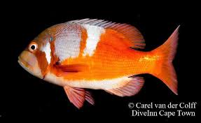 Image result for Chrysoblephus laticeps