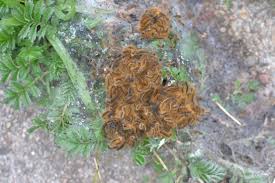 Attēlu rezultāti vaicājumam “Euthrix potatoria larva”