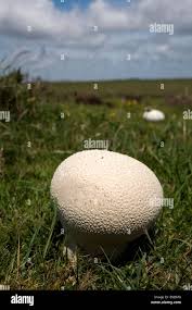 Attēlu rezultāti vaicājumam “Calvatia utriformis”