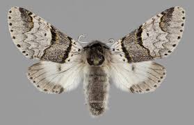 Attēlu rezultāti vaicājumam “Furcula bifida”