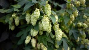 Attēlu rezultāti vaicājumam “Humulus lupulus fruit”
