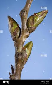 Attēlu rezultāti vaicājumam “Populus x canadensis fruit”