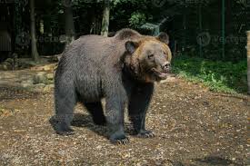 Attēlu rezultāti vaicājumam “Ursus arctos”