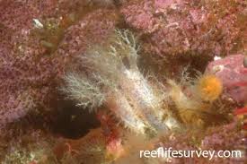 Image result for Cucumaria frondosa