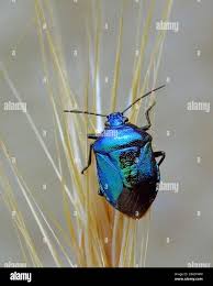 Attēlu rezultāti vaicājumam “Zicrona caerulea”