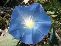 Image result for Ipomoea Heavenly Blue