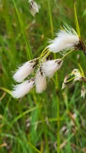 Attēlu rezultāti vaicājumam “Eriophorum latifolium flower”