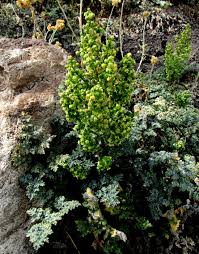Image result for Artemisia absinthium