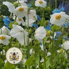 Image result for Meconopsis betonicifolia alba