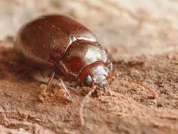 Attēlu rezultāti vaicājumam “Chrysolina staphylaea”