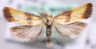 Attēlu rezultāti vaicājumam “Eupoecilia angustana”