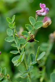 Attēlu rezultāti vaicājumam “Lathyrus niger leaf”