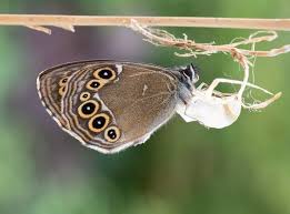 Attēlu rezultāti vaicājumam “Lopinga achine”