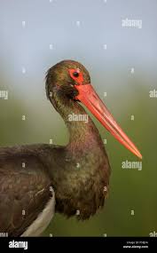 Attēlu rezultāti vaicājumam “Ciconia nigra adult”