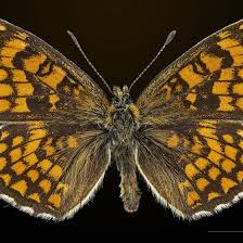 Attēlu rezultāti vaicājumam “Mellicta athalia underside”