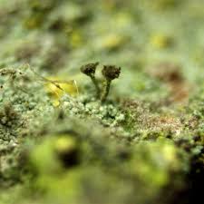 Attēlu rezultāti vaicājumam “Chaenotheca gracilenta”