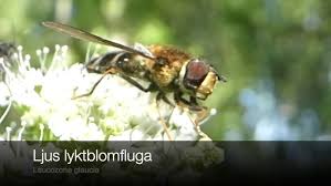 Attēlu rezultāti vaicājumam “Leucozona glaucia”