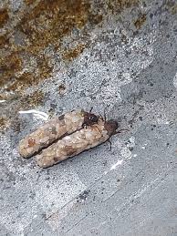 Attēlu rezultāti vaicājumam “Ceruchus chrysomelinus larva”