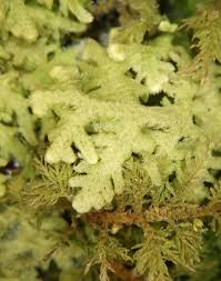 Attēlu rezultāti vaicājumam “Trichocolea tomentella”