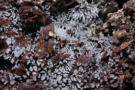 Attēlu rezultāti vaicājumam “Ceratiomyxa fruticulosa young”