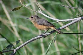 Image result for Phoenicurus moussieri