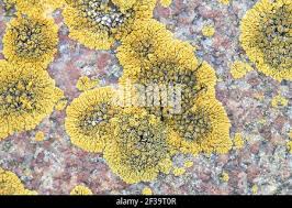 Attēlu rezultāti vaicājumam “Caloplaca scopularis”