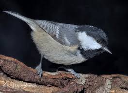 Attēlu rezultāti vaicājumam “Periparus ater”