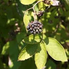 Attēlu rezultāti vaicājumam “Eleutherococcus sessiliflorus”