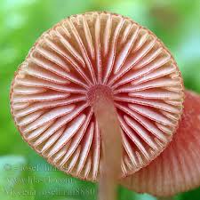 Attēlu rezultāti vaicājumam “Mycena rosella”