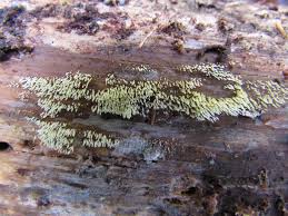 Attēlu rezultāti vaicājumam “Mucronella bresadolae”