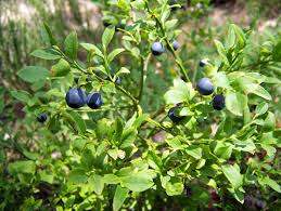 Attēlu rezultāti vaicājumam “Vaccinium myrtillus”