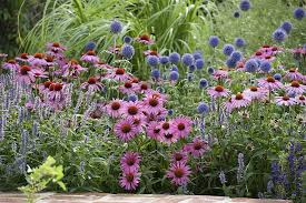 Image result for roter Sonnenhut