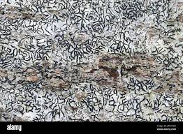 Attēlu rezultāti vaicājumam “Graphis scripta”