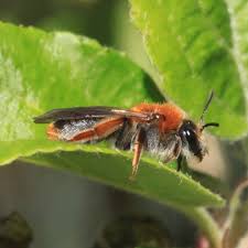 Attēlu rezultāti vaicājumam “Andrena haemorrhoa female”