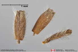 Attēlu rezultāti vaicājumam “Knautia arvensis fruit”