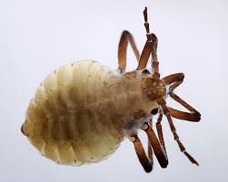 Attēlu rezultāti vaicājumam “Thecabius affinis nymph”