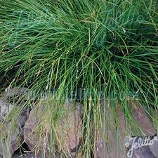 Attēlu rezultāti vaicājumam “Carex remota leaf”