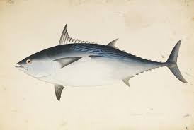 Image result for Euthynnus affinis