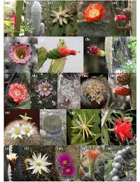 Image result for Cactaceae