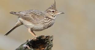 Attēlu rezultāti vaicājumam “Galerida cristata adult”