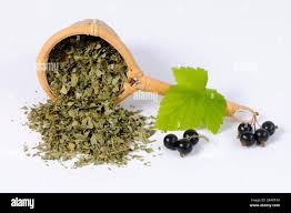 Attēlu rezultāti vaicājumam “Ribes nigrum leaf”