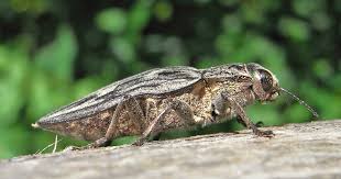 Attēlu rezultāti vaicājumam “Chalcophora mariana”