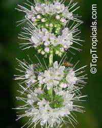 Attēlu rezultāti vaicājumam “Mentha spicata”