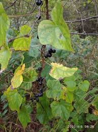 Attēlu rezultāti vaicājumam “Menispermum dauricum”