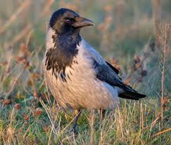 Attēlu rezultāti vaicājumam “Corvus cornix adult”