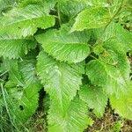 Attēlu rezultāti vaicājumam “Telekia speciosa leaf”